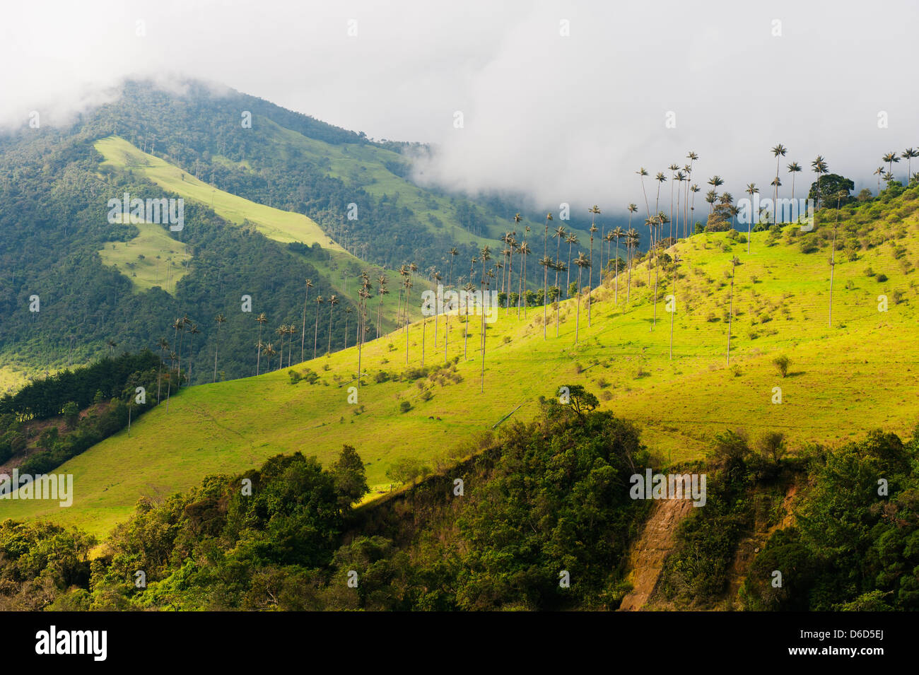 wax palm trees in Cocora Valley, Salento, Colombia, South America Stock Photo