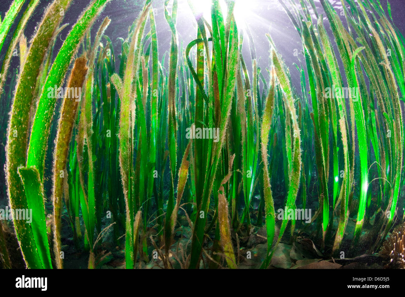 Underwater image of 4' tall turtle grass in shallow water.  Rays of sunlight pierce between the blades. Stock Photo
