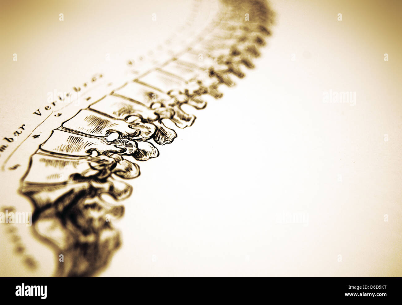 Anatomy of lumbar spine hi-res stock photography and images - Alamy