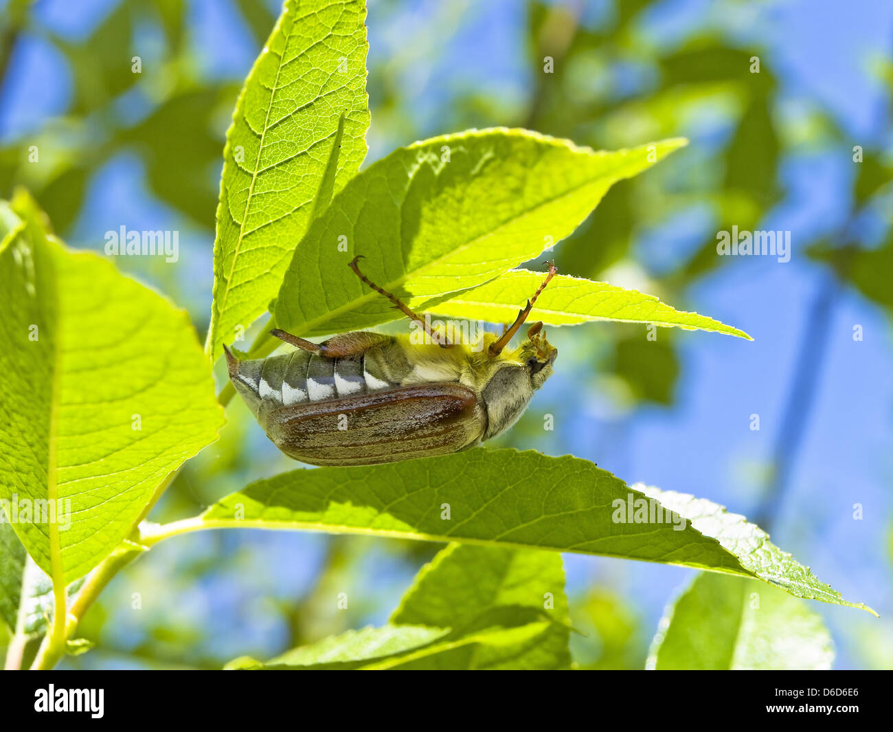 chafer on leaf Stock Photo