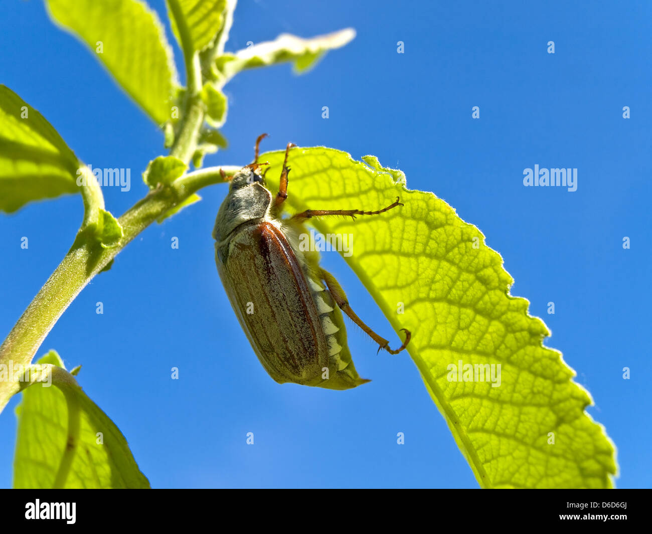 chafer at leaf Stock Photo