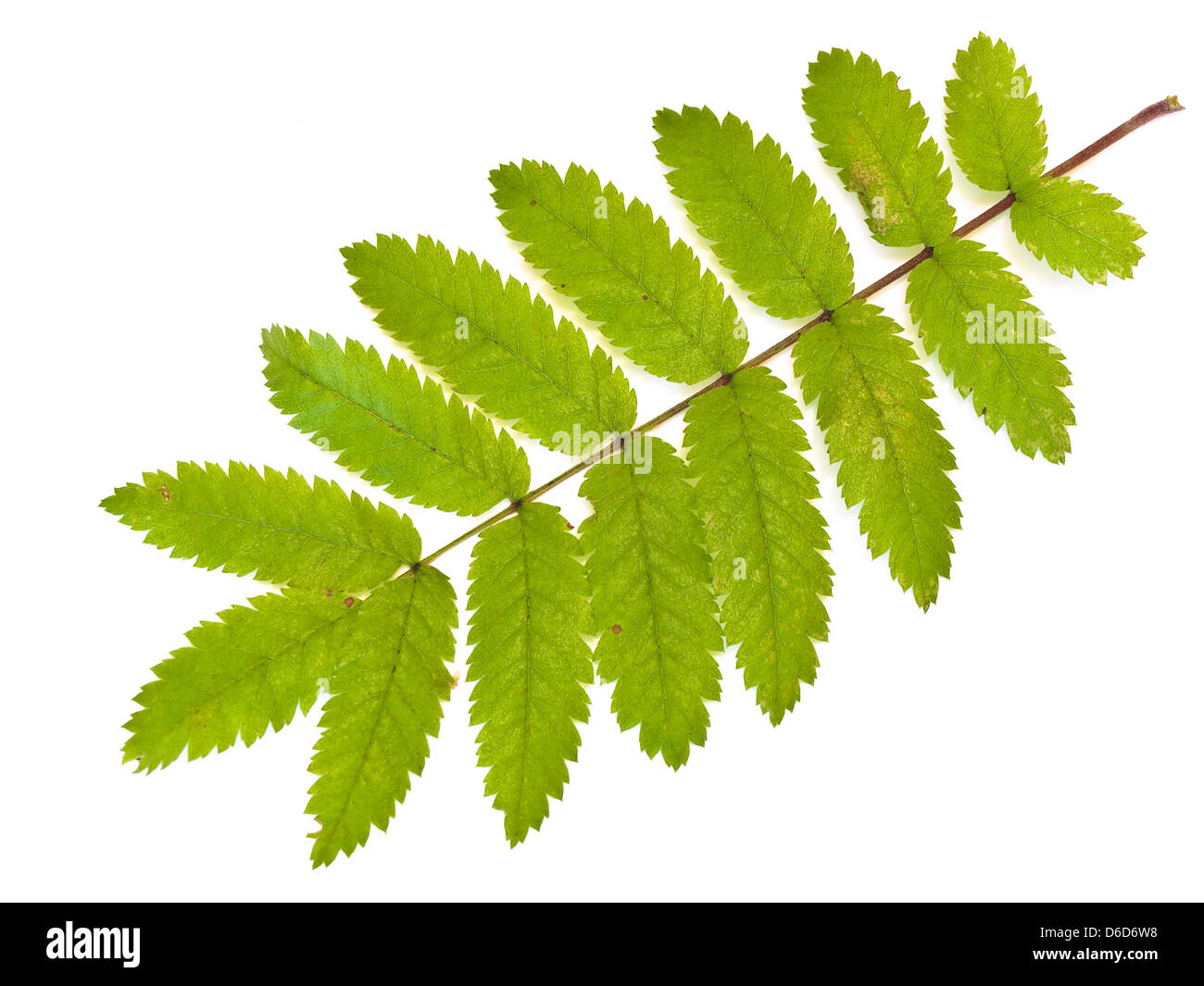 wild ash leaf Stock Photo - Alamy