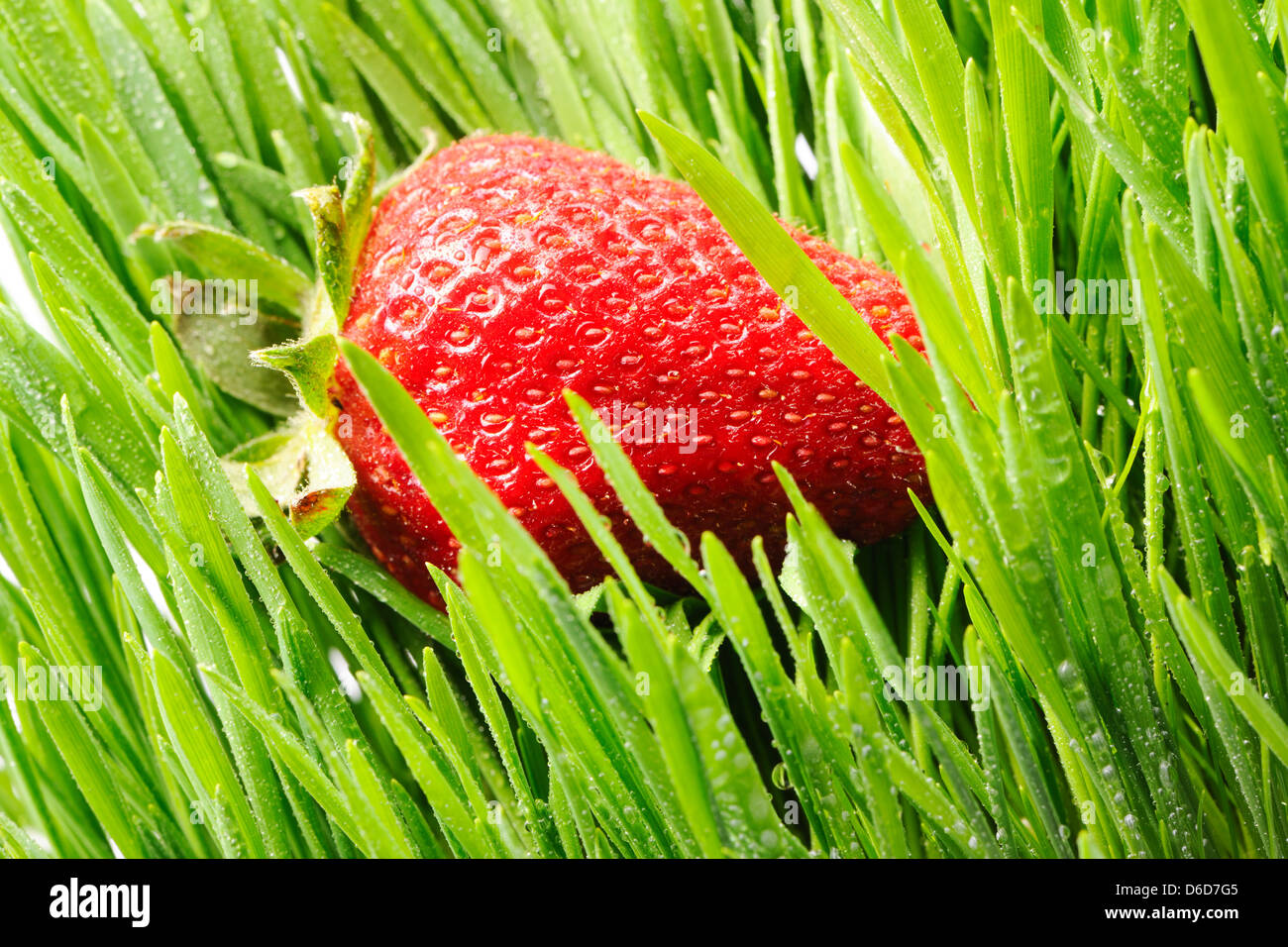Strawberry in grass Stock Photo Alamy