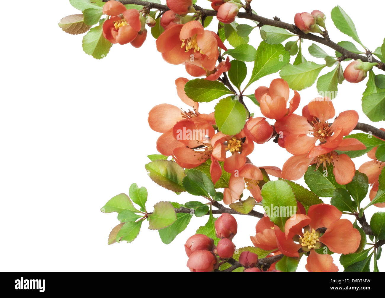 Blossoming Japanese quince (Chaenomeles) Stock Photo