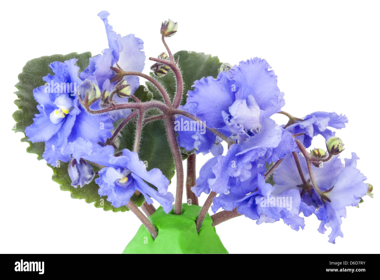 Gentle blue violets Stock Photo Alamy