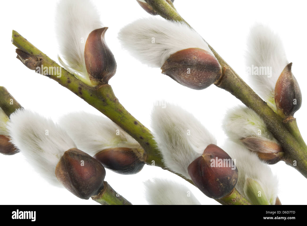 The first spring gentle buds Stock Photo Alamy