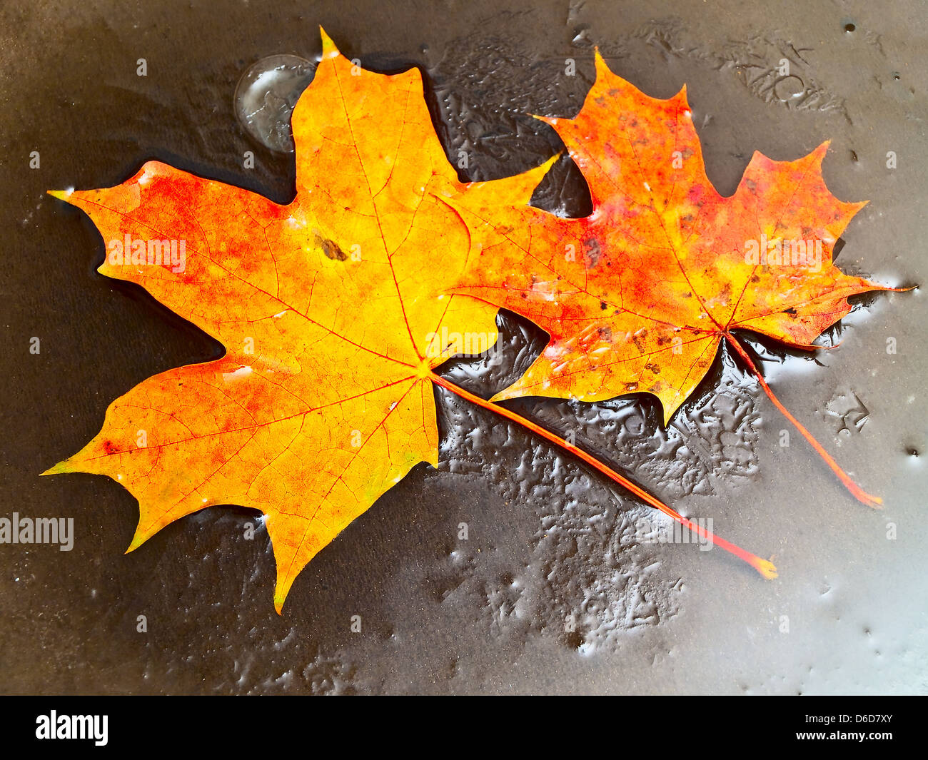 Frosted maple hi-res stock photography and images - Alamy