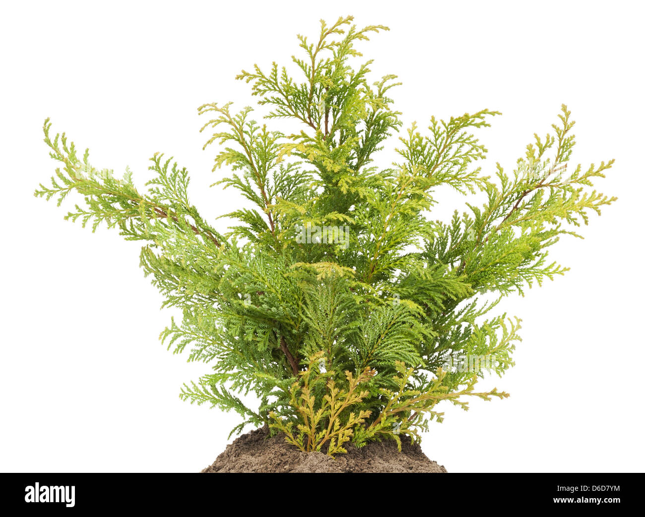 Young sapling, sprout a Golden Thuja on bed Stock Photo