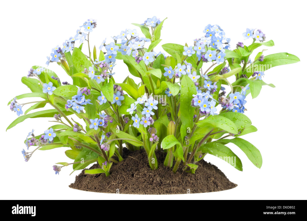 Forget-me-nots flowers  bush on  bed Stock Photo