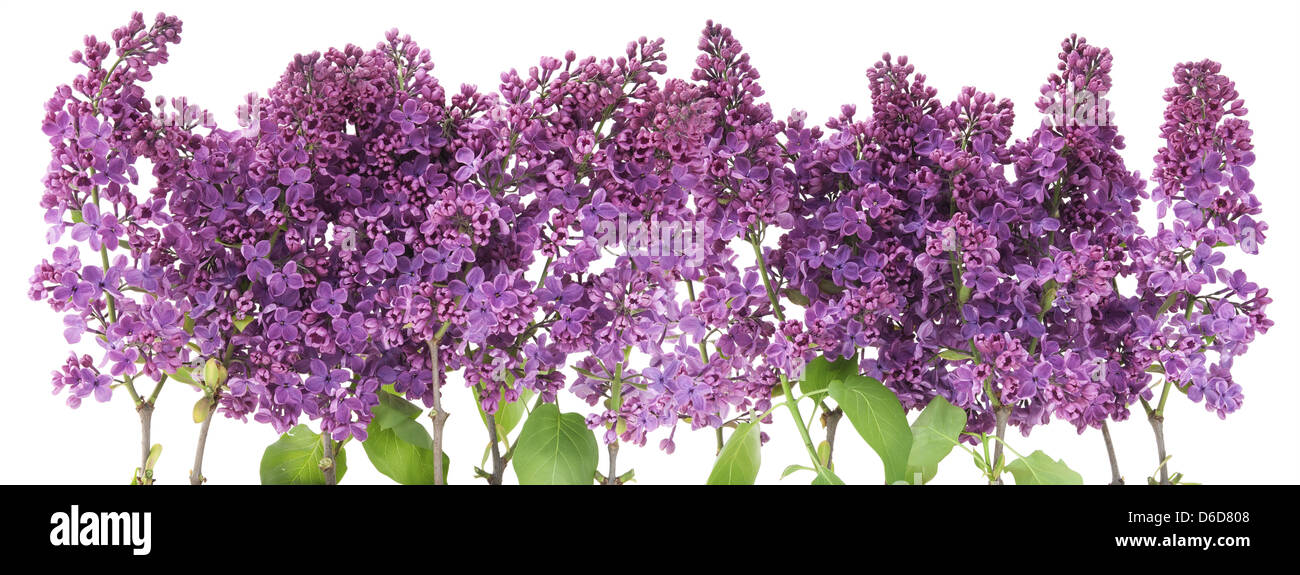 Big purple Cut Out Stock Images Pictures Alamy