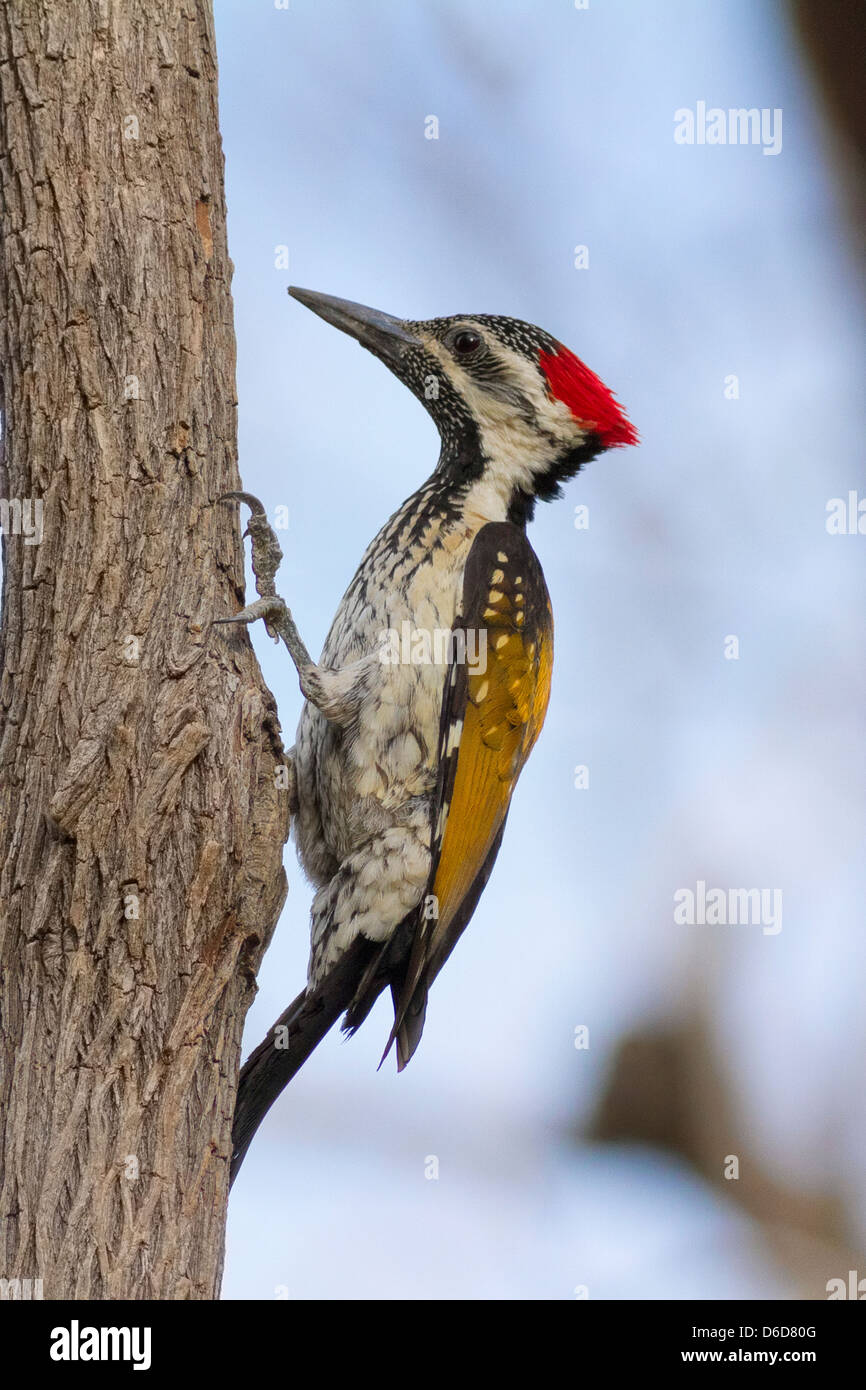 Black-rumped Flameback / Lesser Golden-backed Woodpecker (Dinopium benghalense), foraging for food Stock Photo