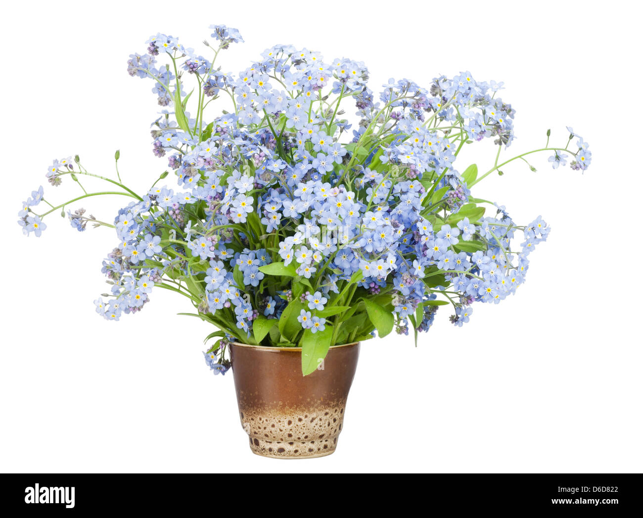 Bouquet from Forget-me-nots (Myosotis) Stock Photo