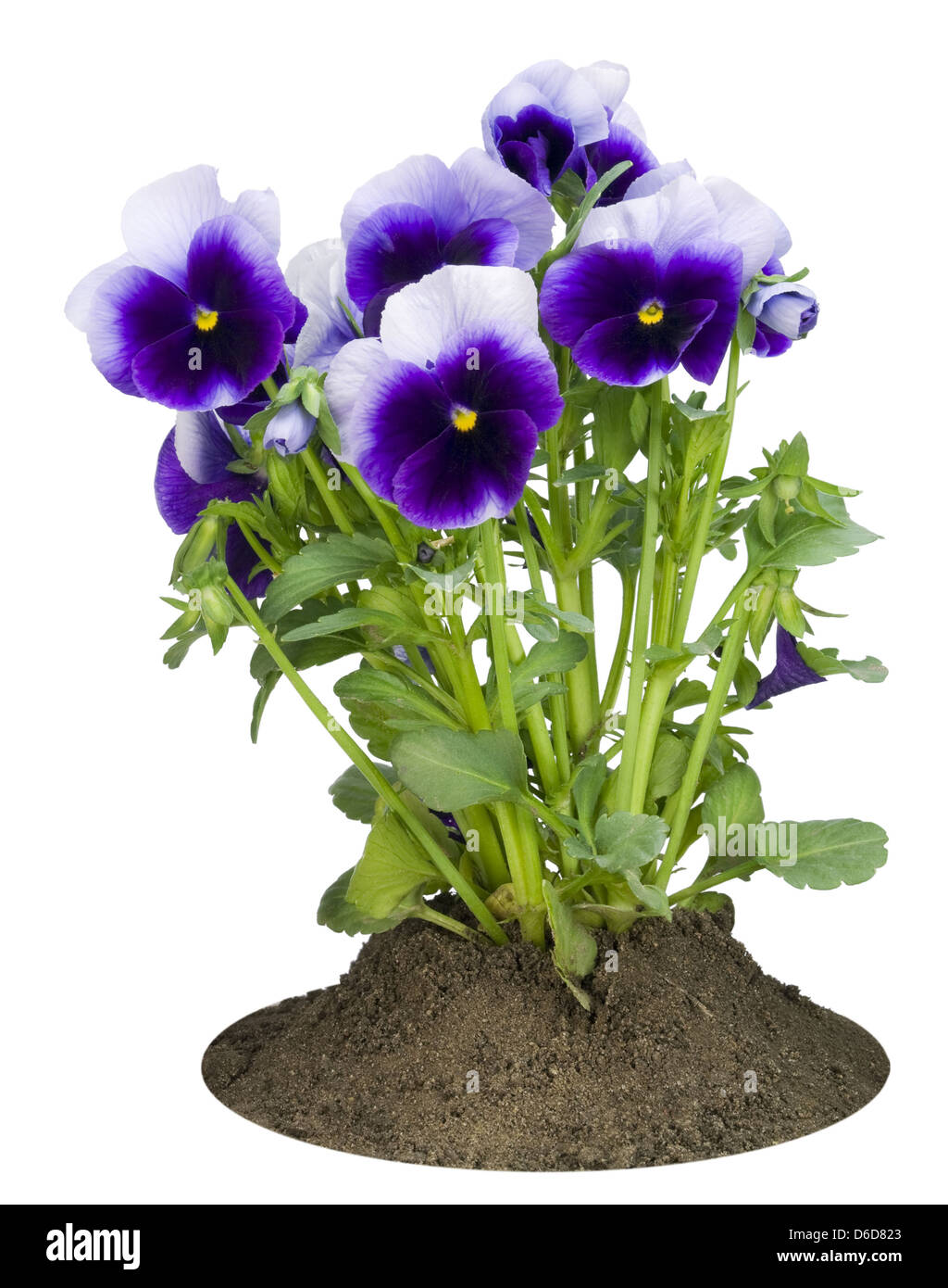 Small bush of dark-violet Pansies on a bed Stock Photo