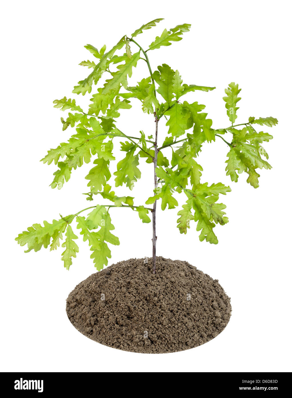 Sprout of the European oak tree Stock Photo