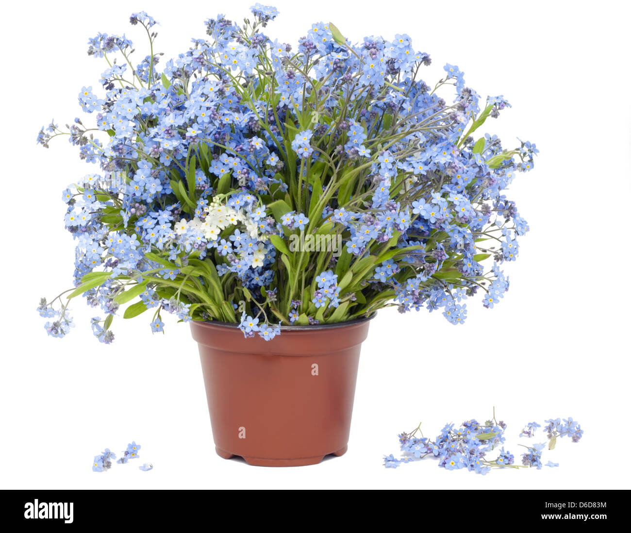 Big bouquet from Forget-me-nots (Myosotis) Stock Photo