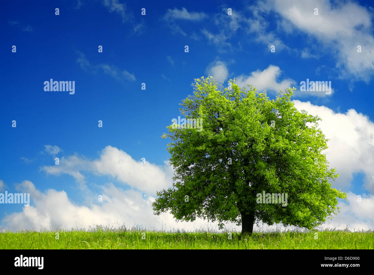 Green tree on blue sky Stock Photo - Alamy