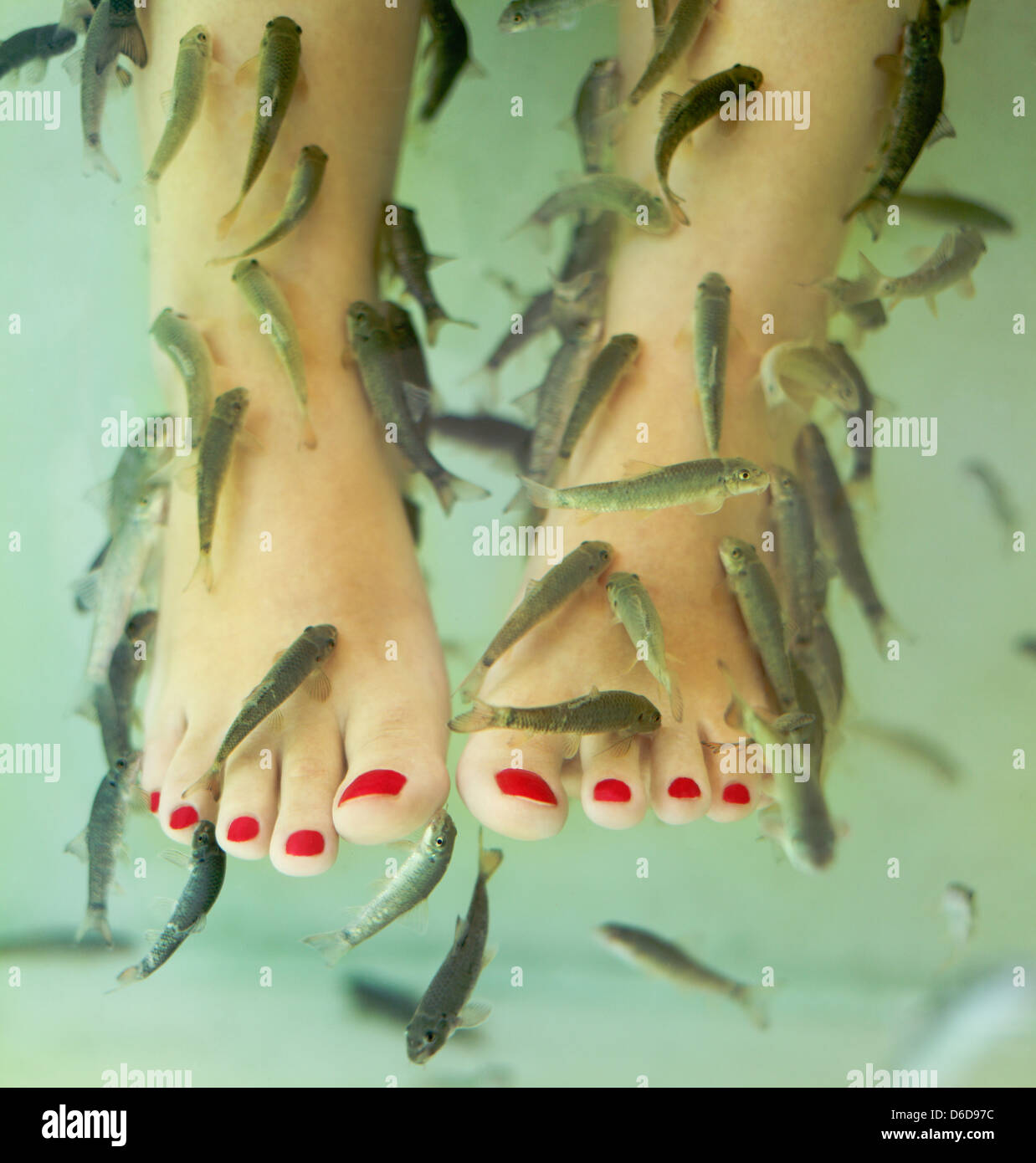 Fish spa pedicure Stock Photo Alamy