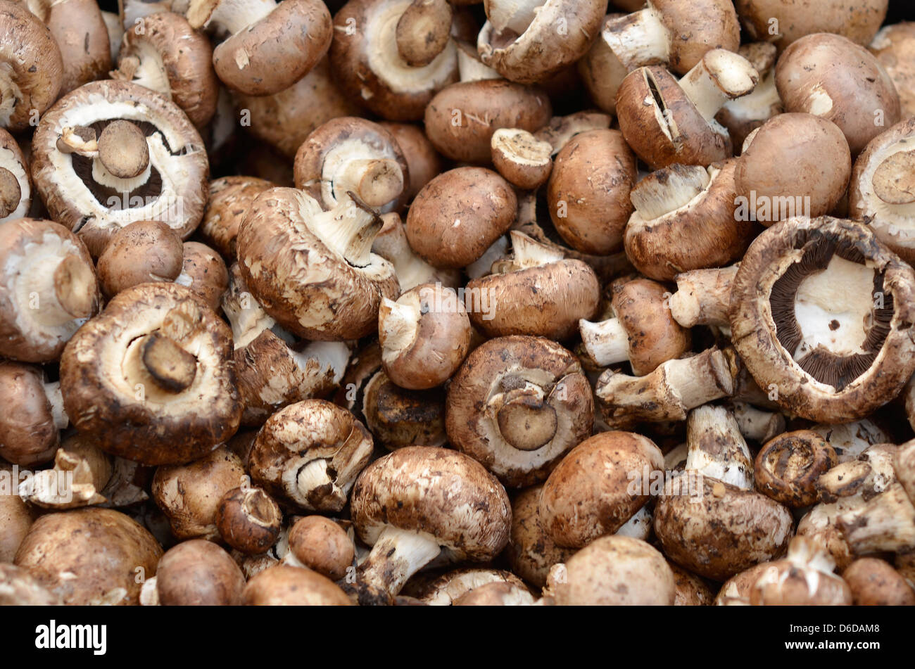 Baby portabella mushrooms Stock Photo Alamy