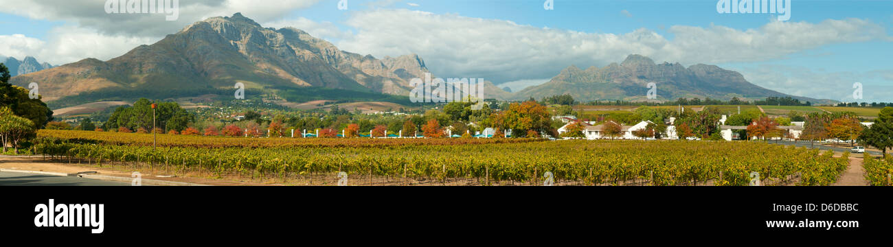 Vineyard at Stellenbosch, Western Cape, South Africa Stock Photo