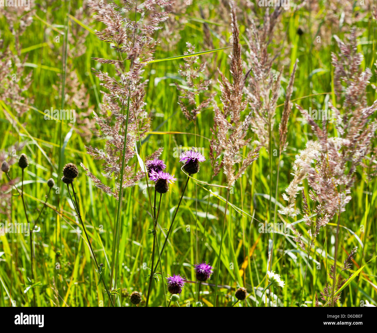 Summer meadow background hi-res stock photography and images - Alamy