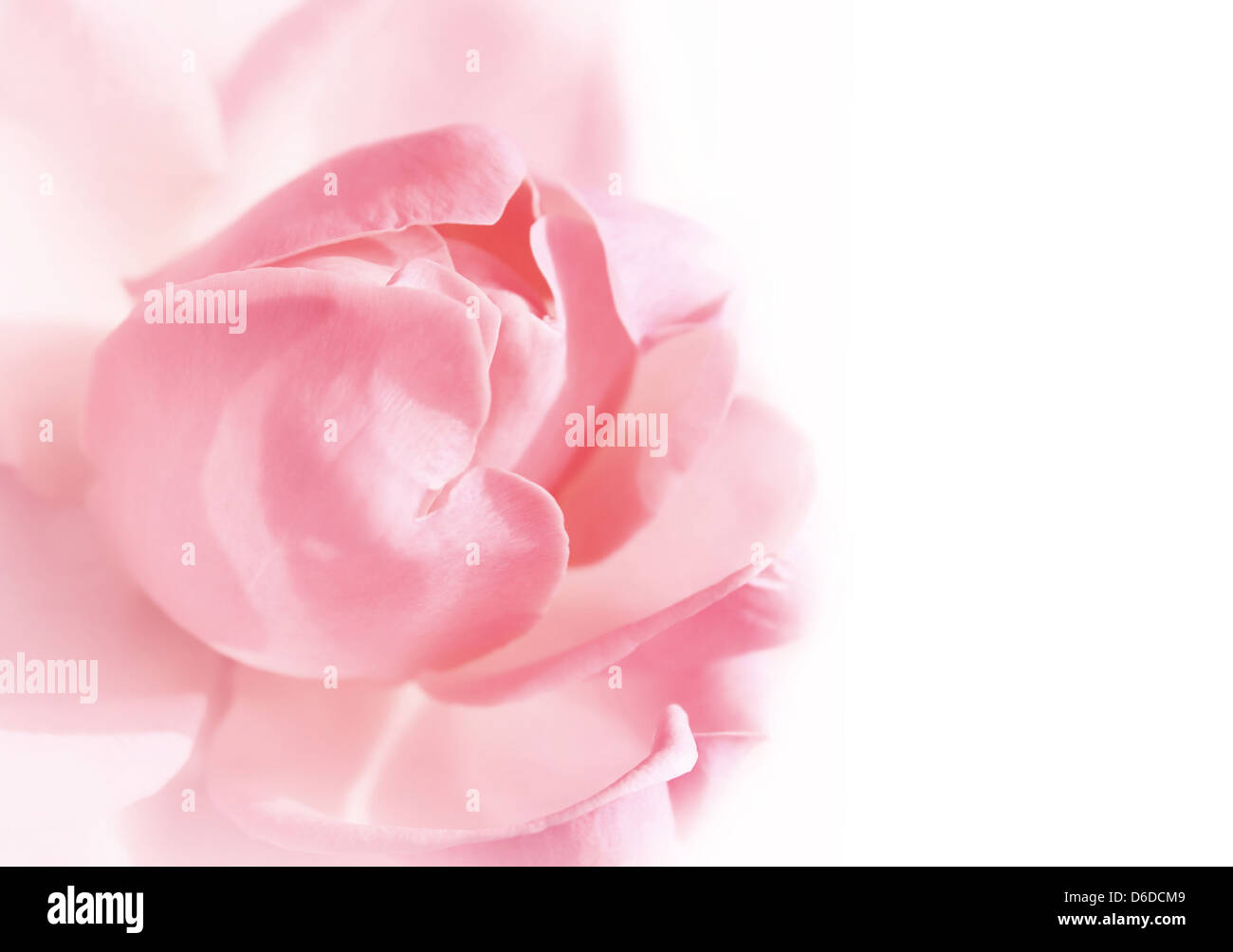 gentle pink rose Stock Photo