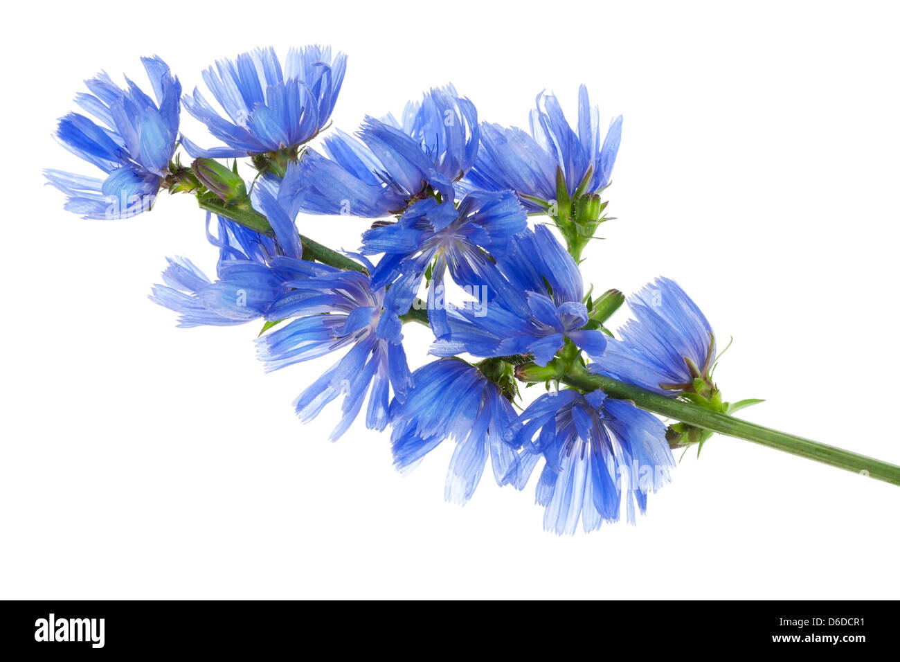 Fantastic wild blue cornflower Stock Photo