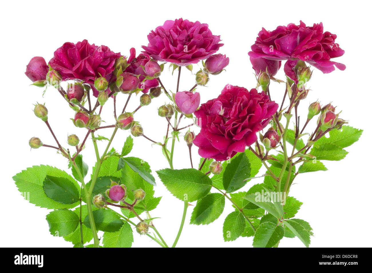 Pink roses with buds border Stock Photo - Alamy