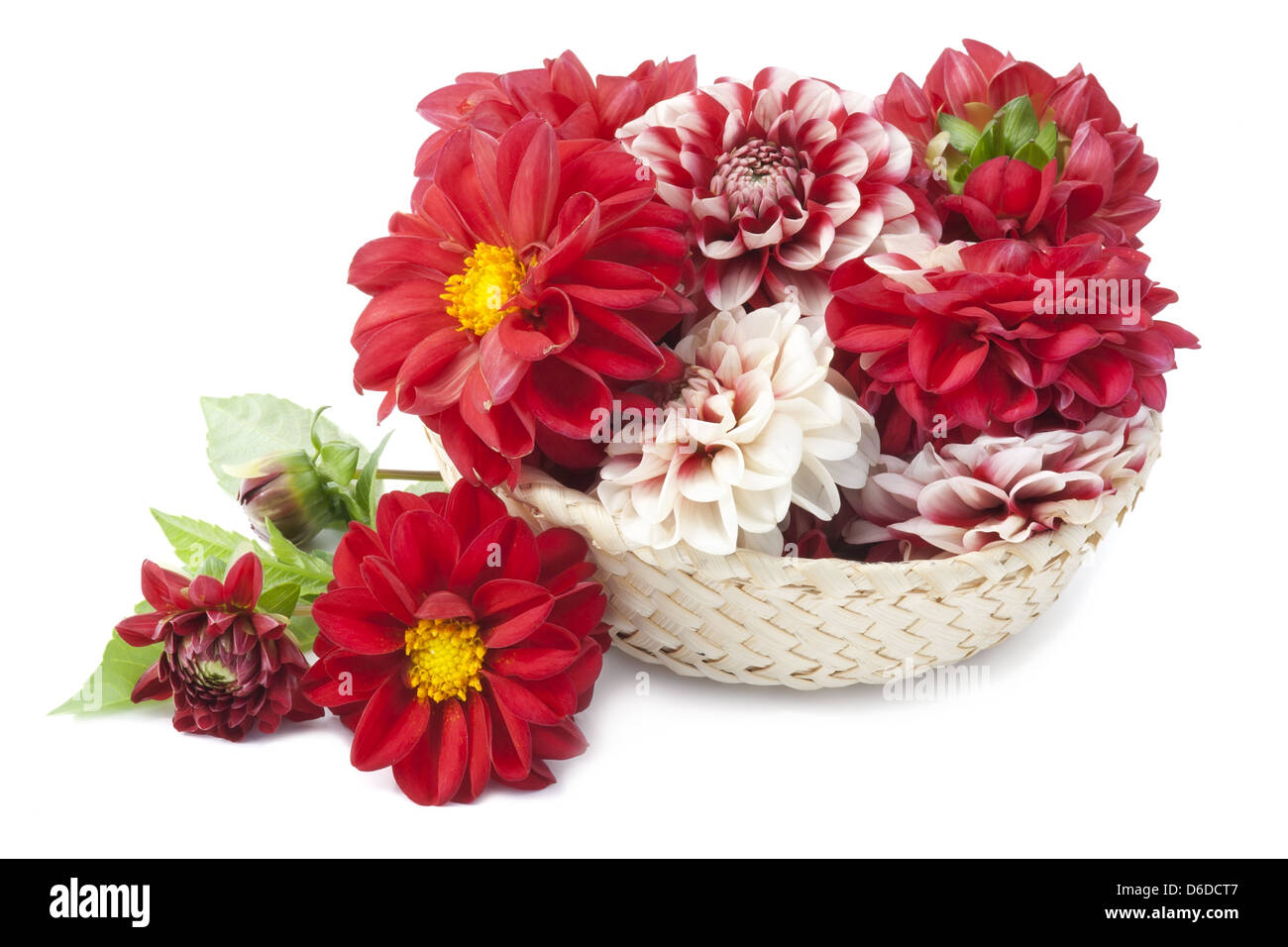 Red dahlias in basket Stock Photo