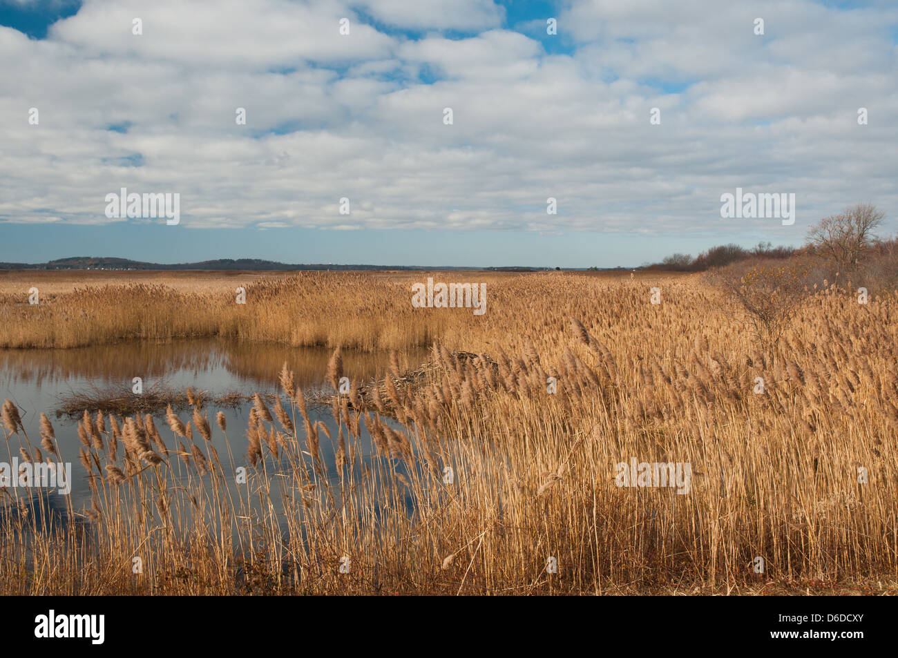 Grasses at the Parker River National Wildlife Refuge, Newbury, MA Stock