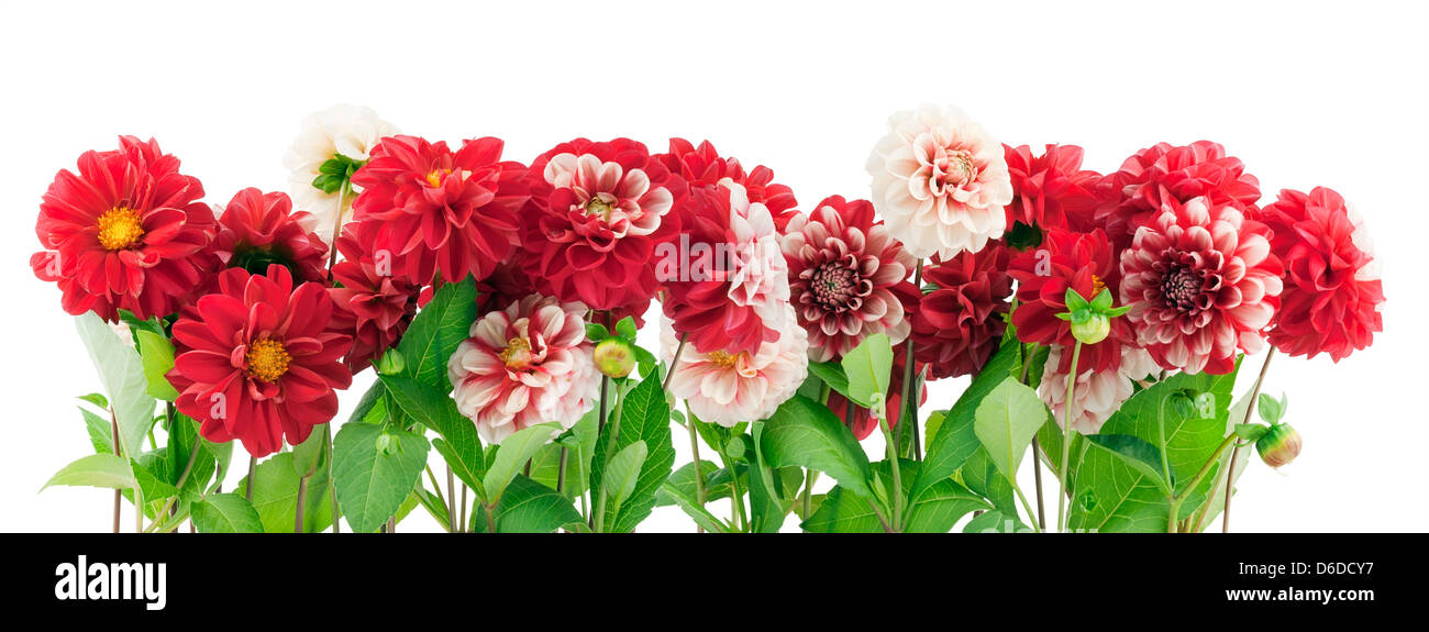 Red plants border Stock Photo