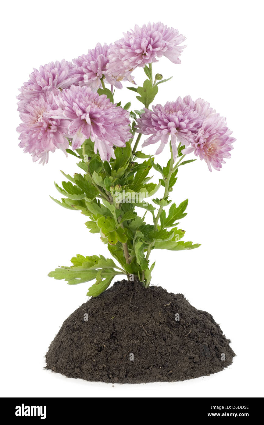 Small pink blossom Cut Out Stock Images Pictures Alamy