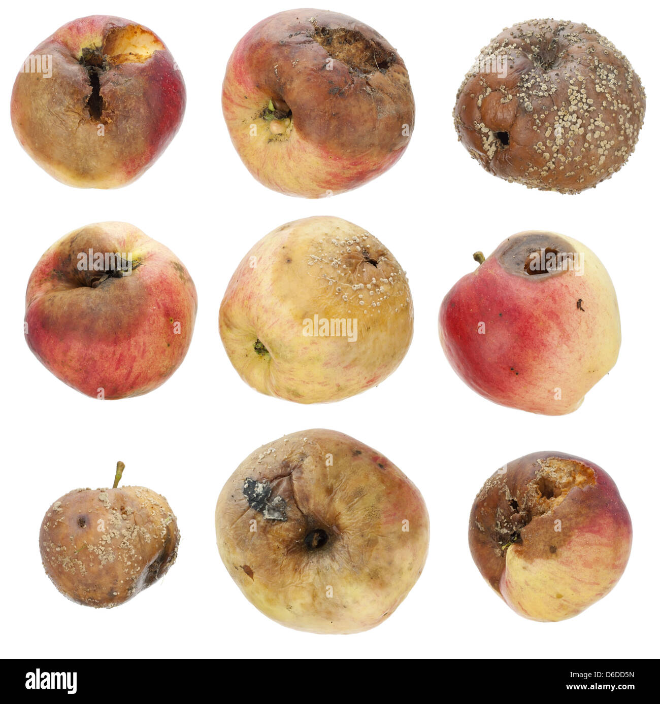 The rotten spoiled inedible apples set Stock Photo