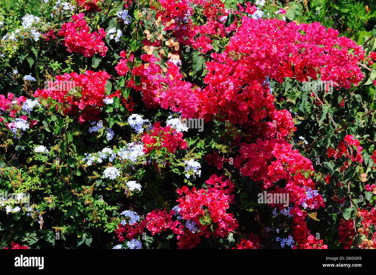 Bougainvillea growing with Plumbago, Calypso, Mijas Costa, Costa del Sol, Malaga Province, Andalucia, Spain, Western Europe. Stock Photo
