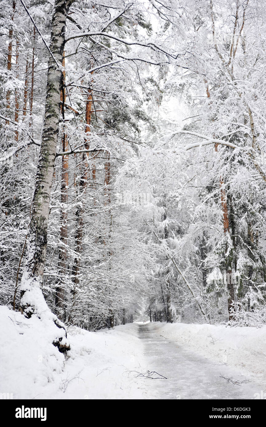 Winter road in a snowy forest Stock Photo - Alamy