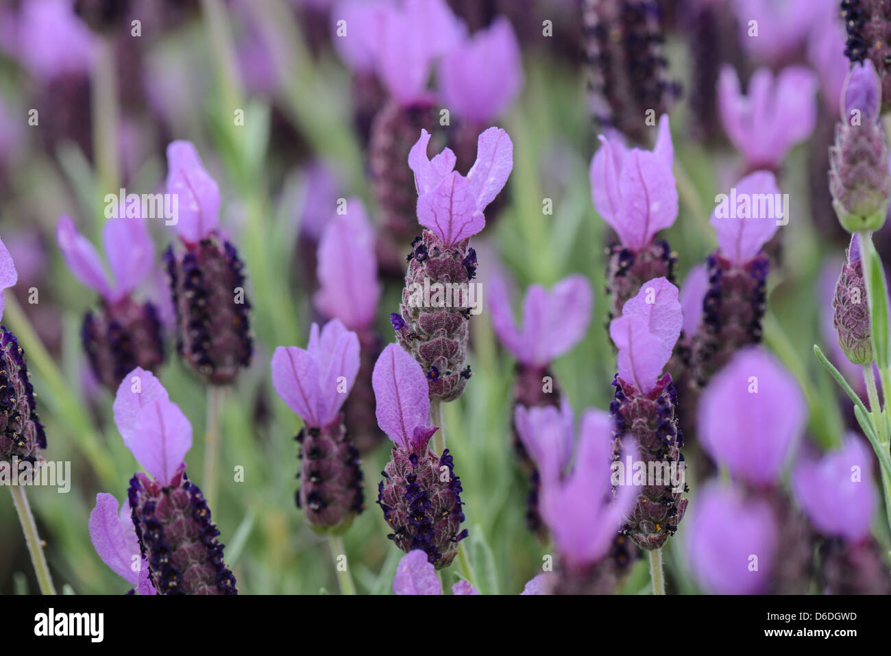 Purple Spanish Lavender Flower Stock Photo Alamy