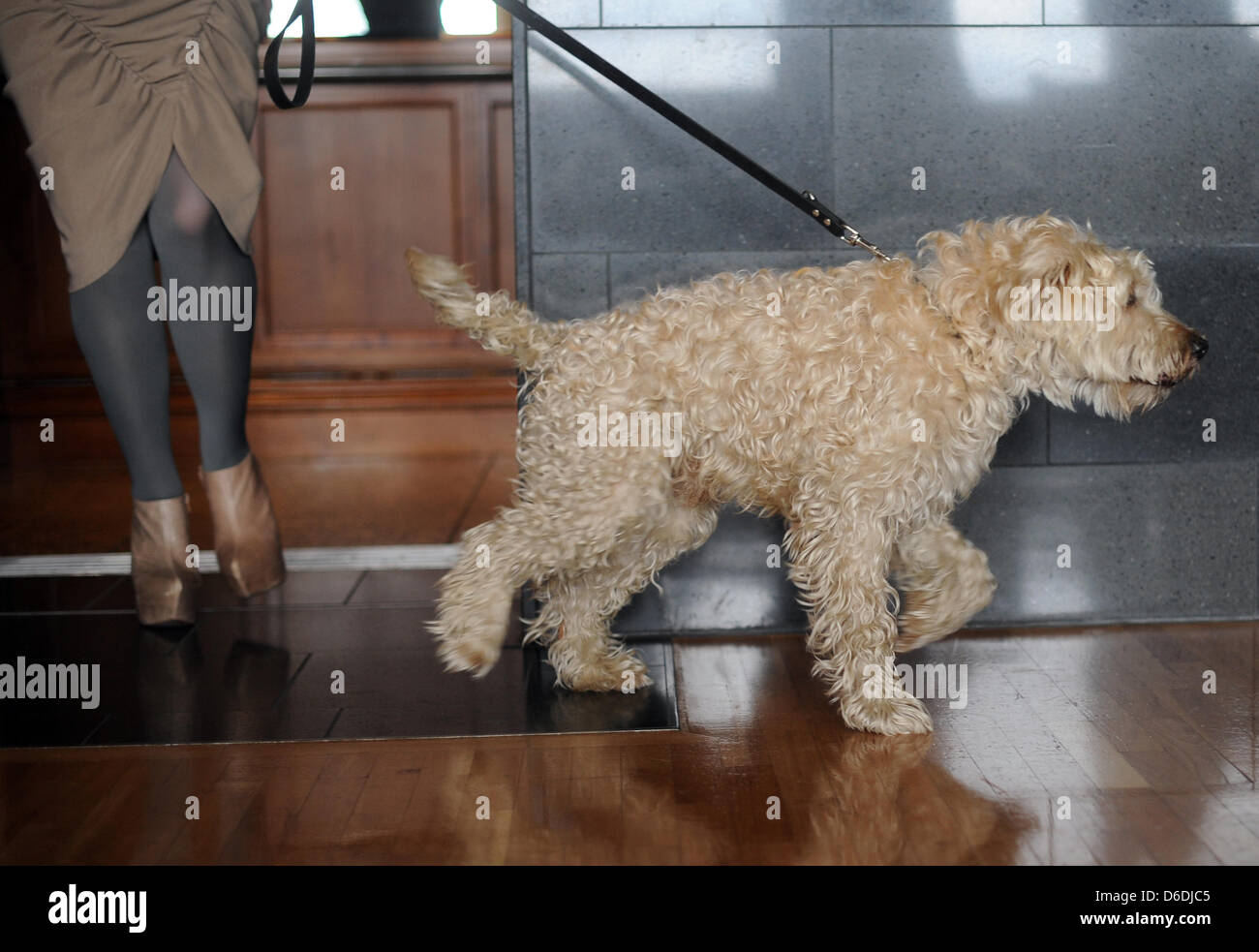 dpa-exclusive - Plus-size model Linda Meißner poses with Felix, the dog of the designers, during the fashion shoot of the fashion label Unrath & Strano at Hugos in Berlin, Germany, 5 September 2012. In the photo shoot, the model with a UK size 14 (US size 12) presents the winter collection of Unrath & Strano. The fashion label designs and produces women's clothing up to UK size 16  Stock Photo