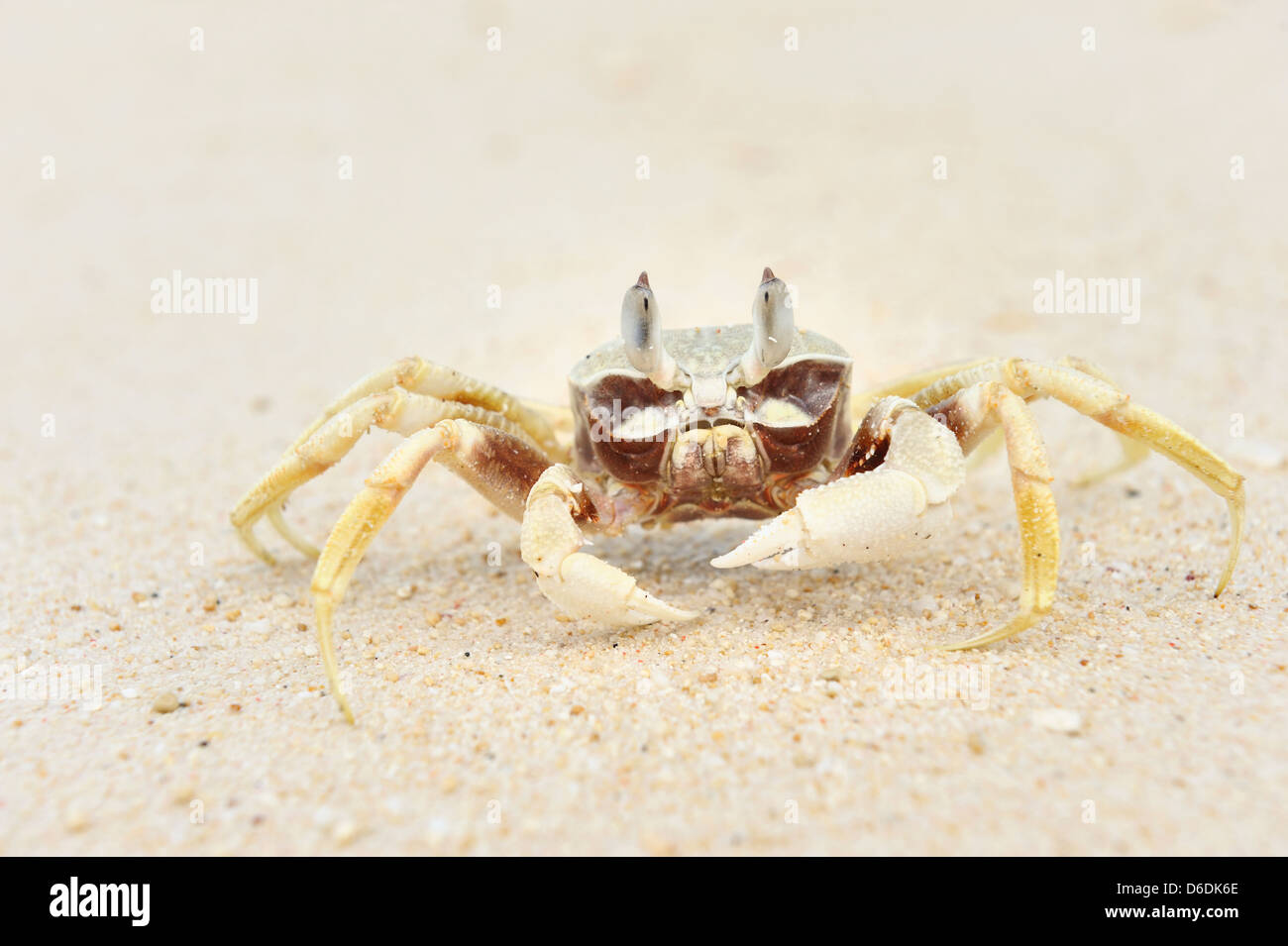 Caribbean crab hi-res stock photography and images - Alamy