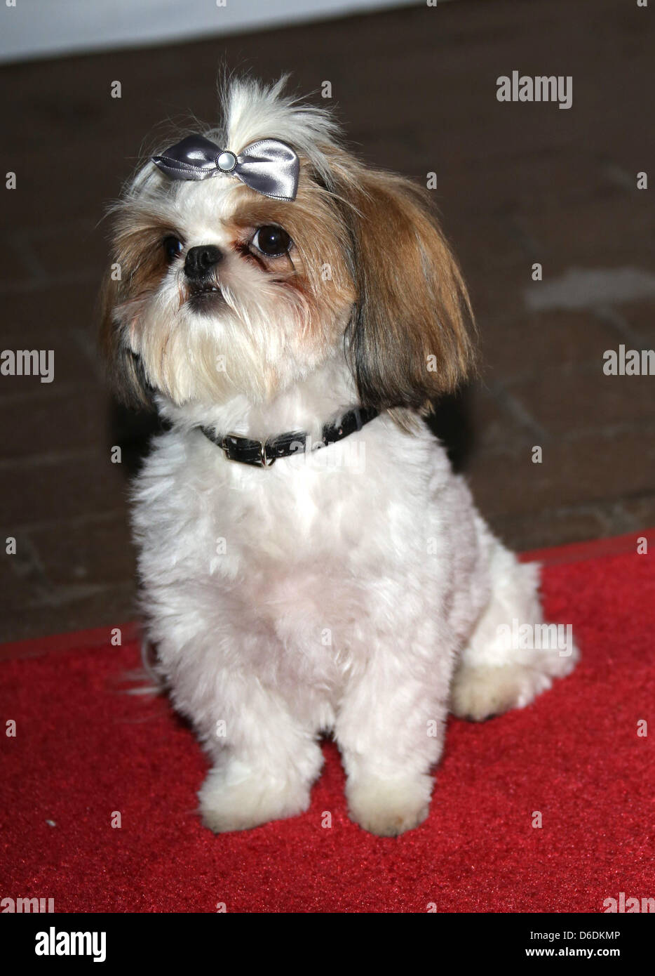 Bonnie The Dog arrives at the premiere of 'Seven Psychopaths' during the Toronto International Film Festival at Ryerson Theatre in Toronto, Canada, on 07 September 2012. Photo: Hubert Boesl Stock Photo