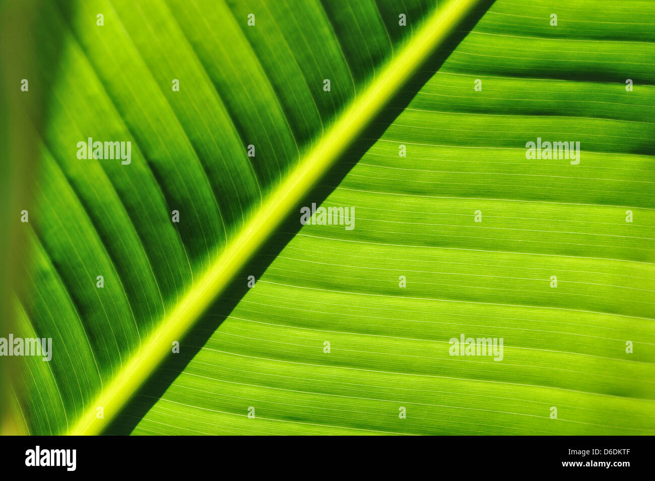Palm tree leaf background Stock Photo - Alamy