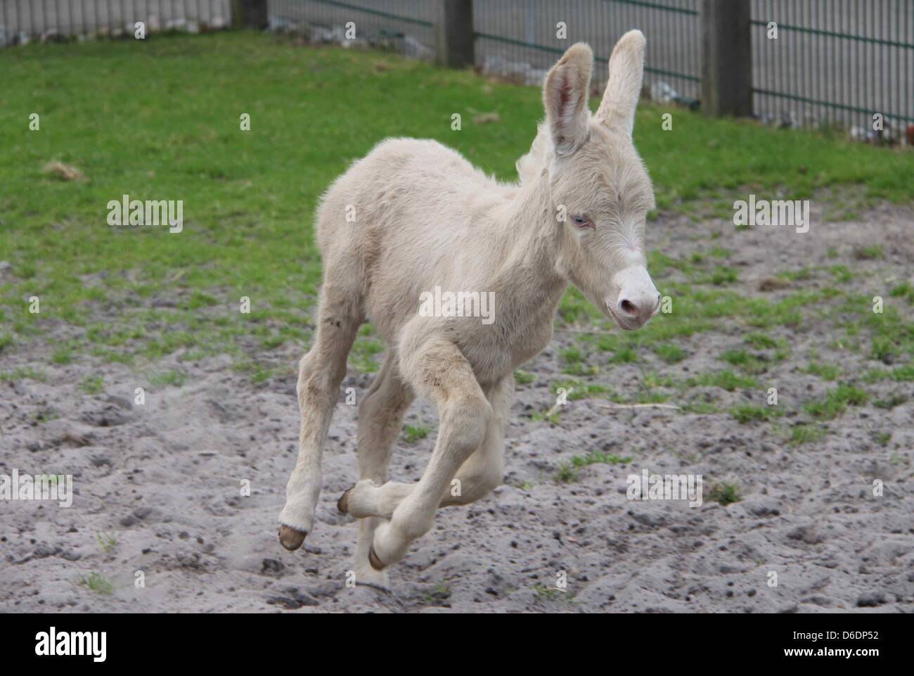 A rare white donkey foal runs around at the West Coast Park in St. Peter-Ording, Germany, 09 September 2012. The young donkey called Alexis was born on 02 September 2012. The so-called 'Baroque Donkey' is critically endangered. Photo: Wolfgang Runge Stock Photo