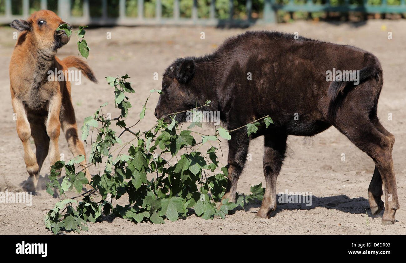 Three-week old American bison calf Helena and three month old Watawah stand in their enclosure at Tierpark Berlin in Berlin-Friedrichsfelde, Germany, 11 September 2012. Two bison calves were born here on 07 June and 23 August. Photo: OLE SPATA Stock Photo