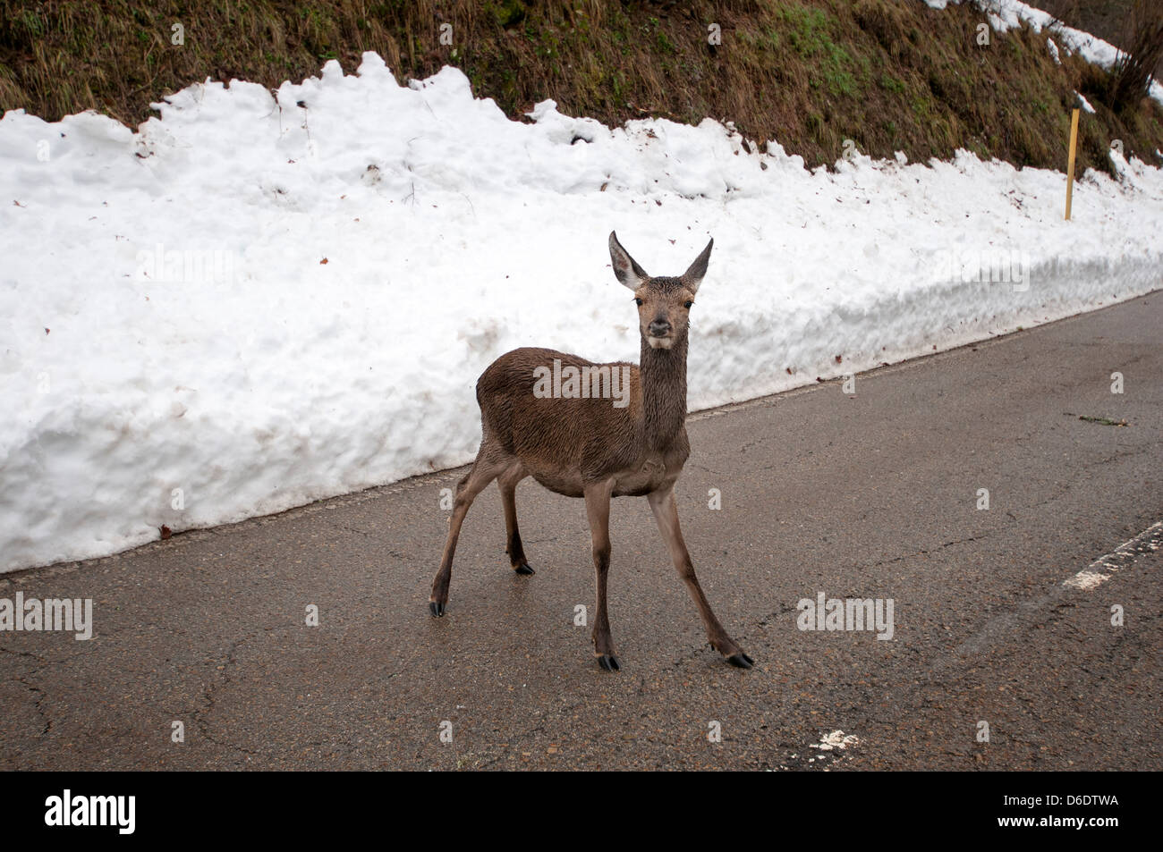 Small baby deer in a road in winter Stock Photo
