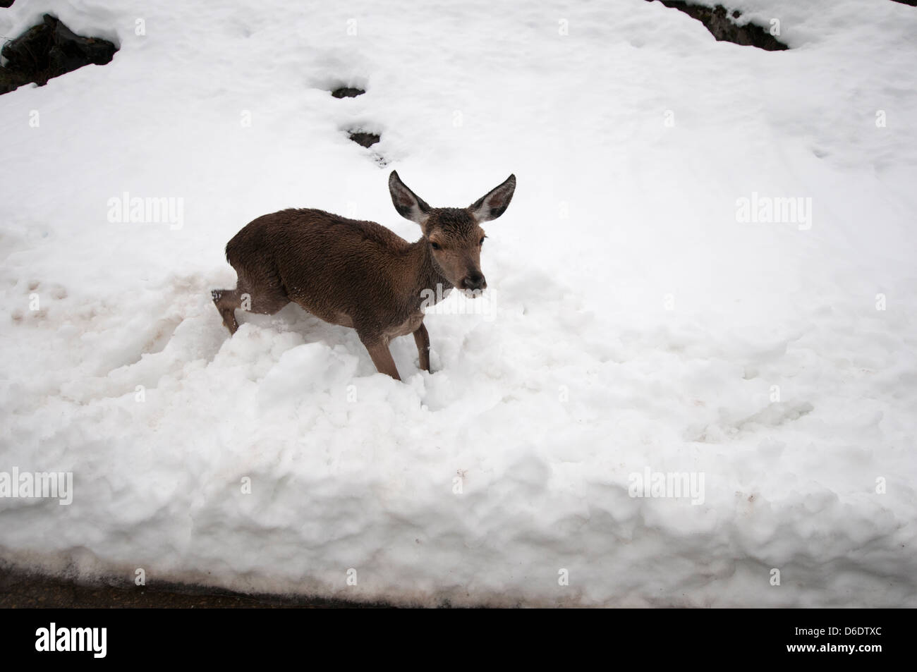 Baby deer in the snow Stock Photo