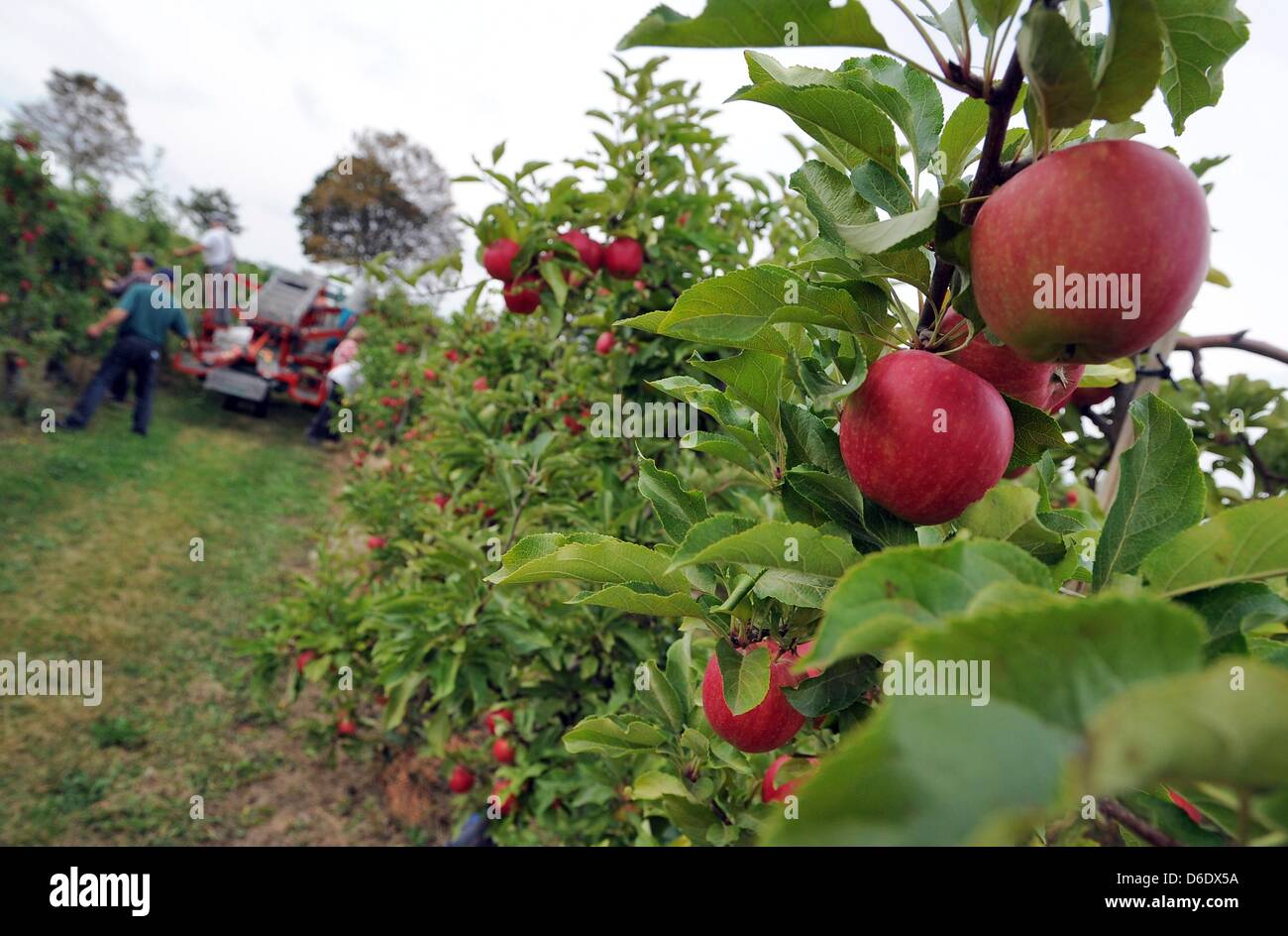 Seasonal workers harvest apples of the kind Gala in Meckenheim near