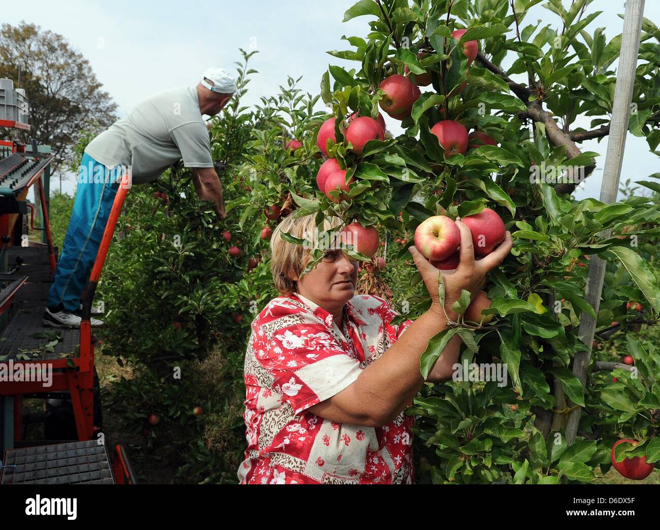Seasonal workers harvest apples of the kind Gala in Meckenheim near