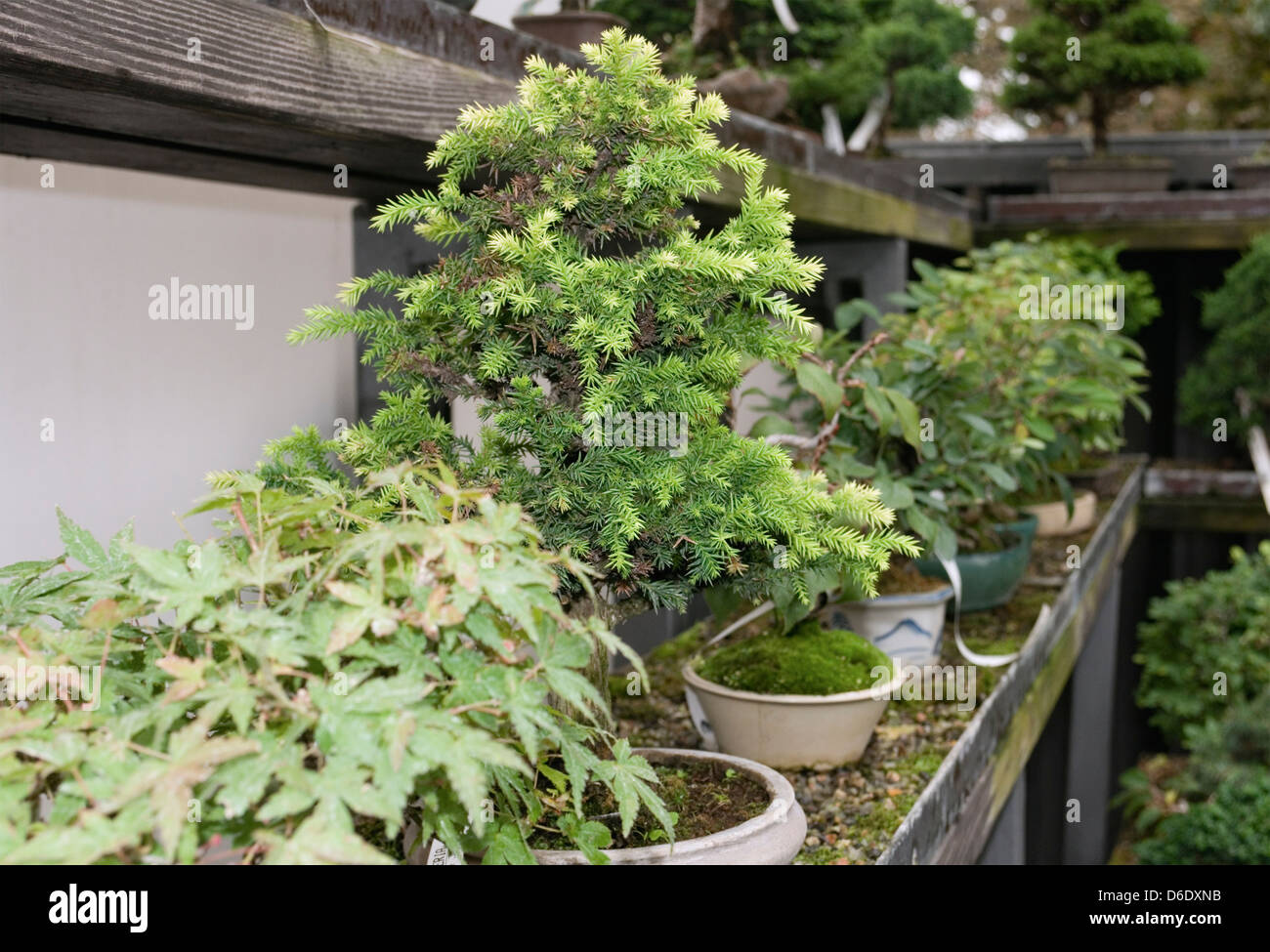 Bonsai plants in garden center Stock Photo Alamy