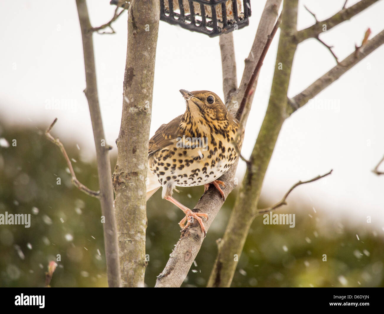 Song thrush uk feeder hi-res stock photography and images - Alamy