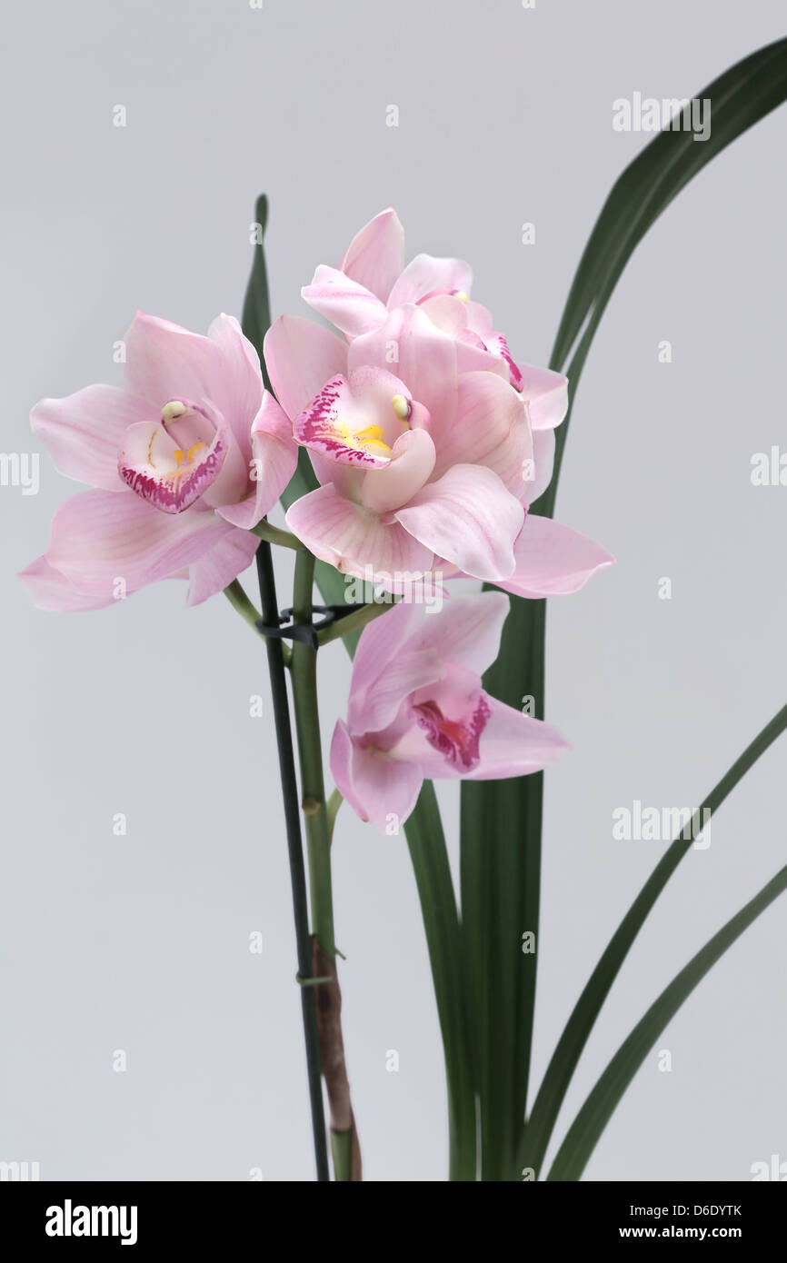 Pink Cymbidium Orchid in bloom Stock Photo - Alamy