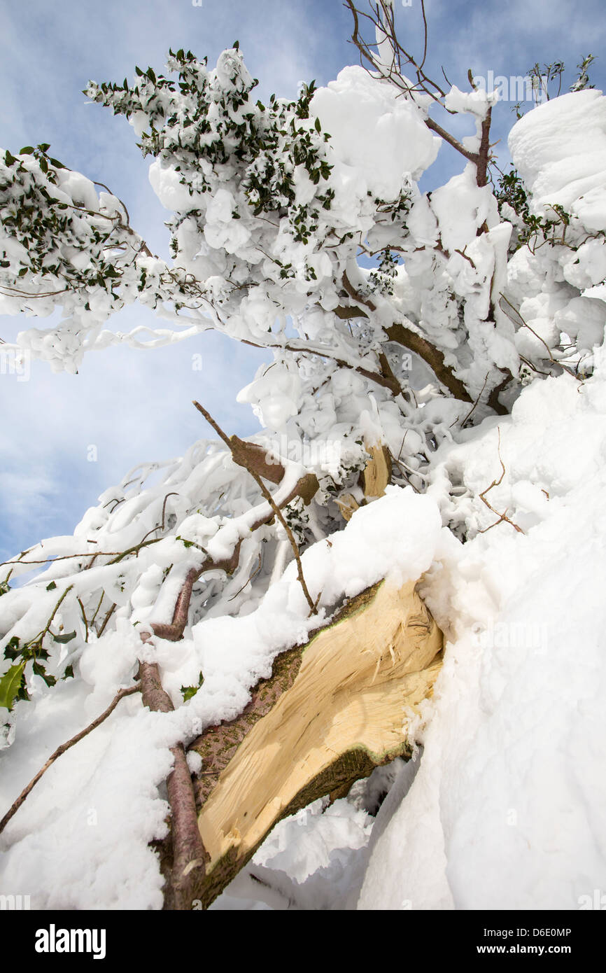 A Holly tree snapped by the weight of snow on the side of Helvellyn, Lake District UK, Stock Photo