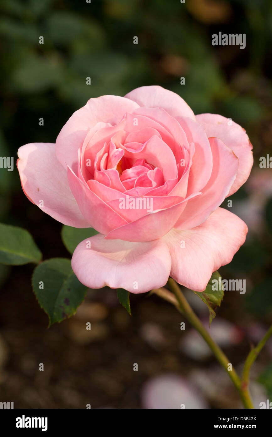 Floribunda-Rose 'St. Helena' Stock Photo